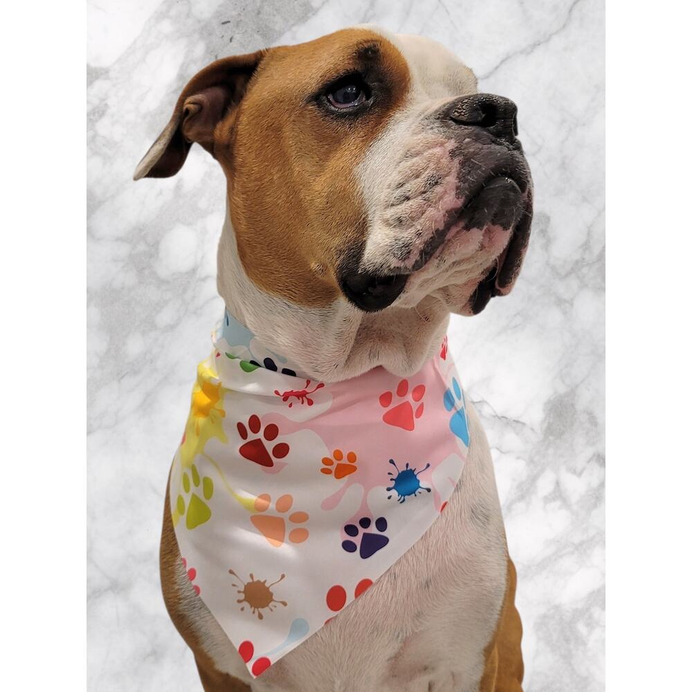 White Pet Bandana Colorful Paw and Splashes Print